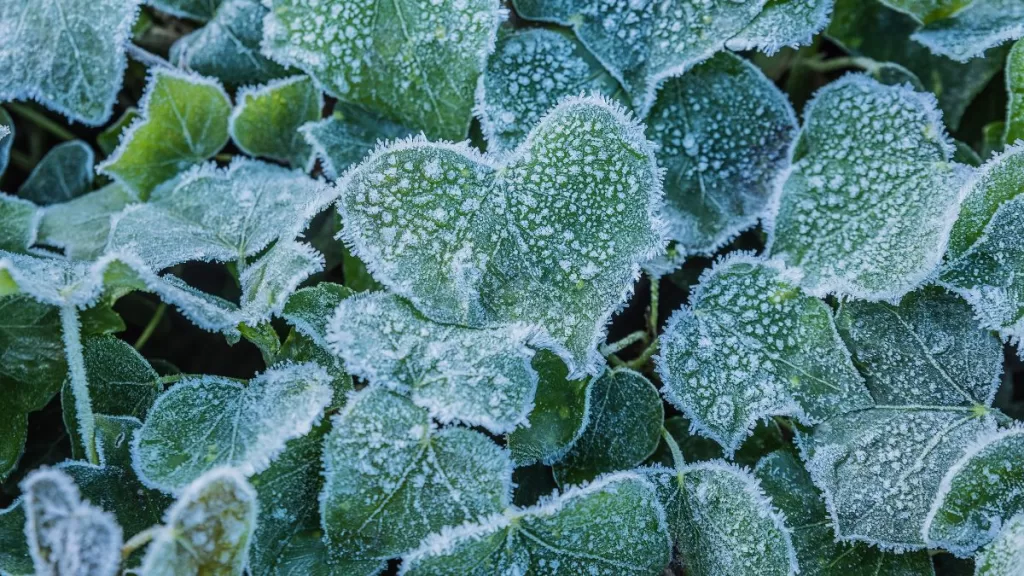 Plantas Para El Frío