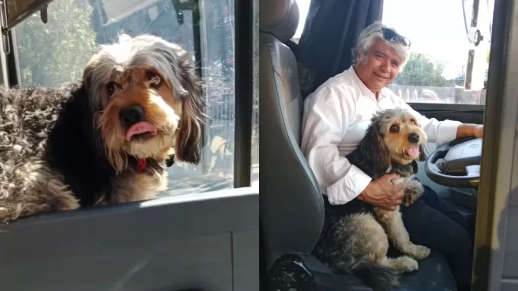 Chofer Micro Red Perro