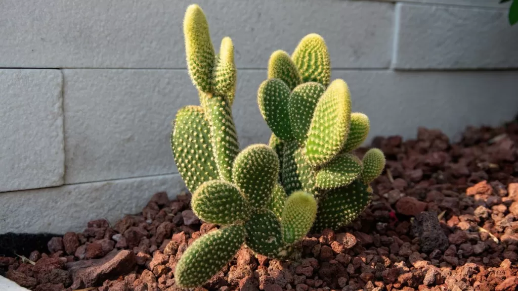 Feng Shui Cactus