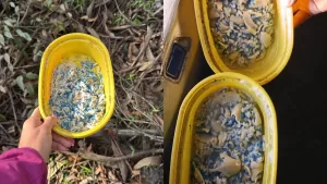 Usaron veneno para caracoles: vecinos denuncian macabro ataque en Hualpén