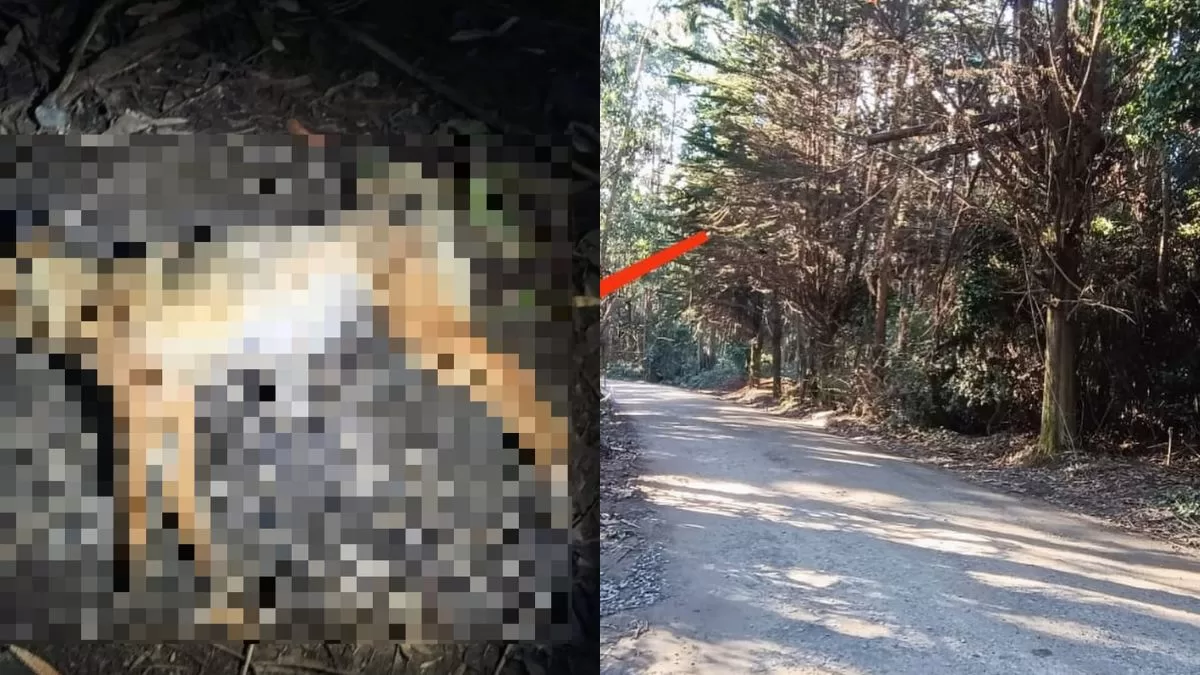 Veneno Para Caracoles (3)