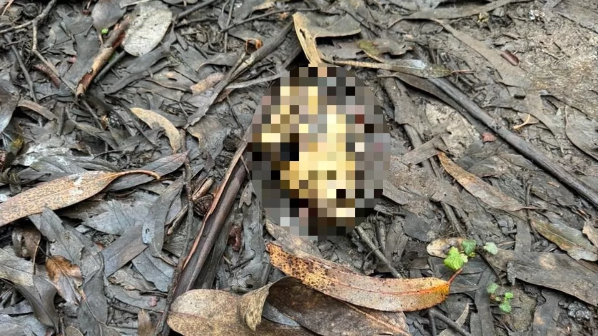 Veneno Para Caracoles