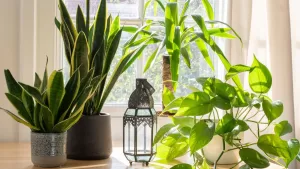 La planta que todos tienen en el living de su casa pero NO deberían: drena tu energía y no te deja dormir, según el Feng Shui