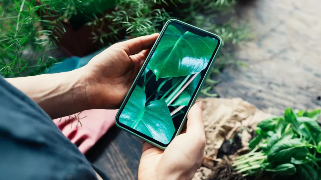 Aplicaciones De Plantas