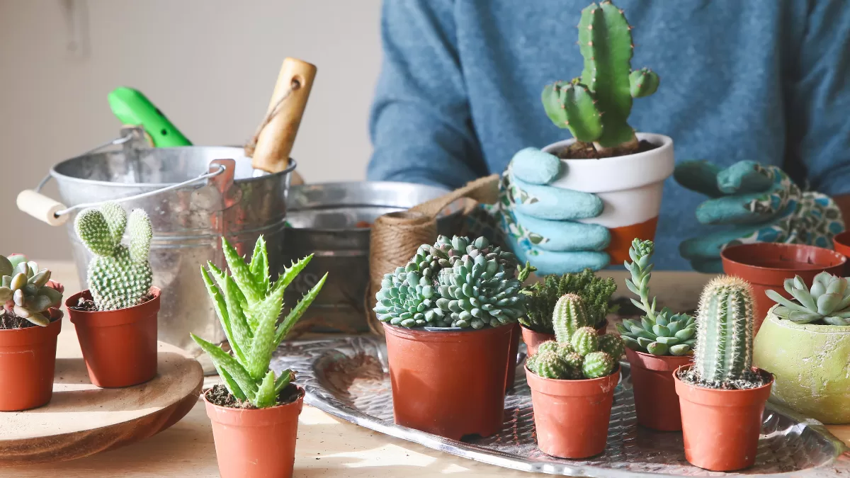 El cactus y otras plantas que restan prosperidad, según el Feng Shui