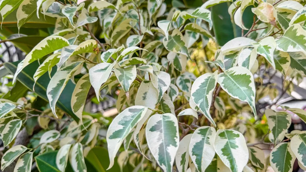 Ficus Benjamina (1)