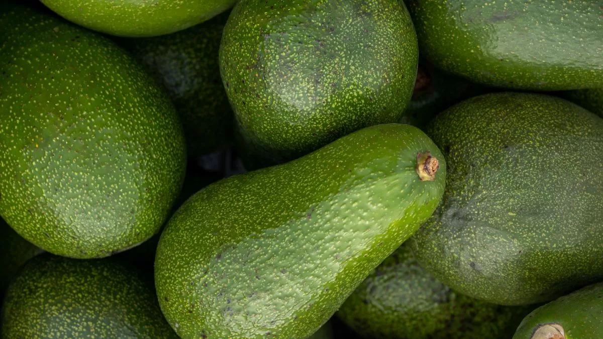 Palta Peruana (1)
