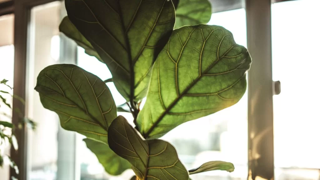 Planta Feng Shui (7)