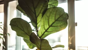 Esta es la planta que sí o sí debe tener tu baño para renovar energías, según el Feng Shui