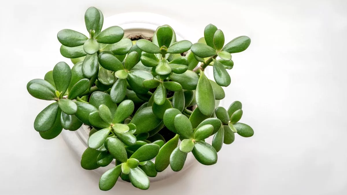 Plantas De Interior (2)