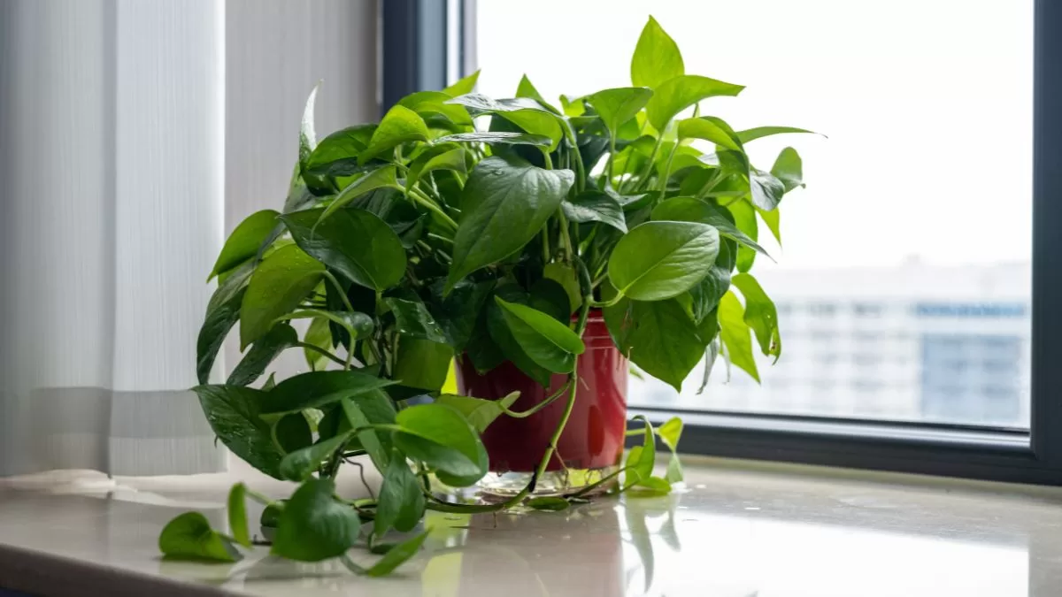 Plantas De Interior (3)