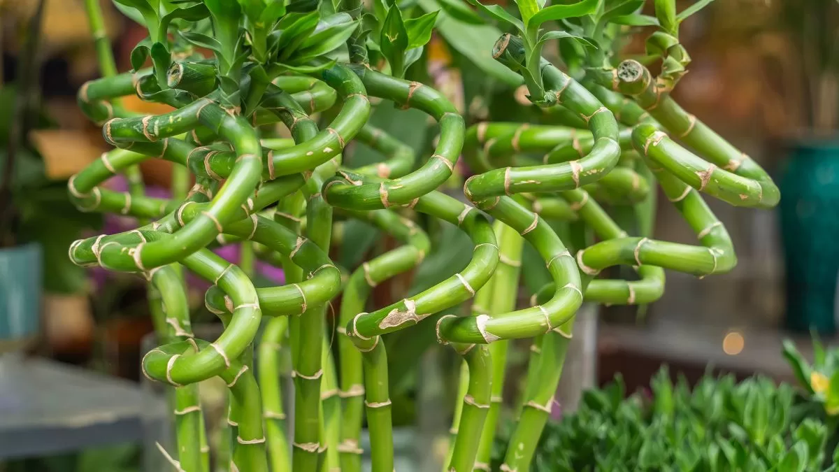 Plantas De Interior (4)