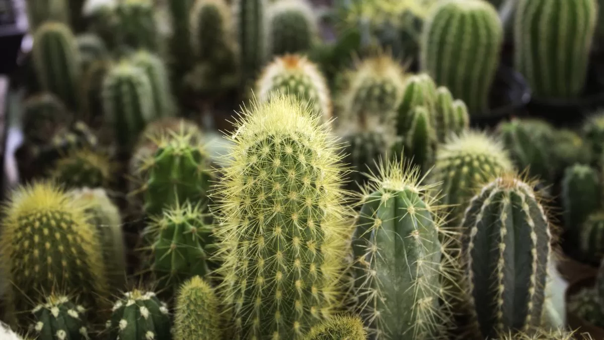 Plantas Feng Shui (1)