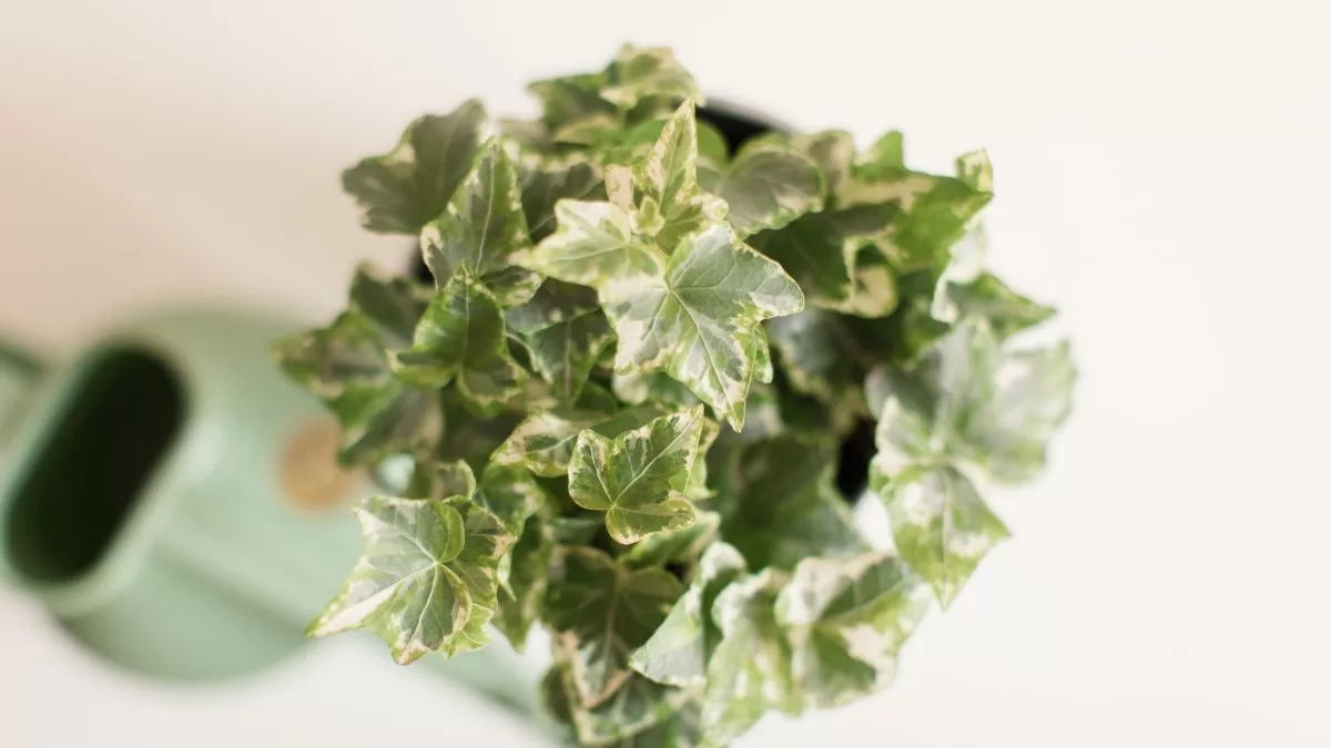 Plantas Feng Shui (3)