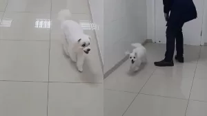 Perrito ciego recupera la vista y su reacción al ver a sus dueños se hizo viral en TikTok: "Miren esa sonrisa"