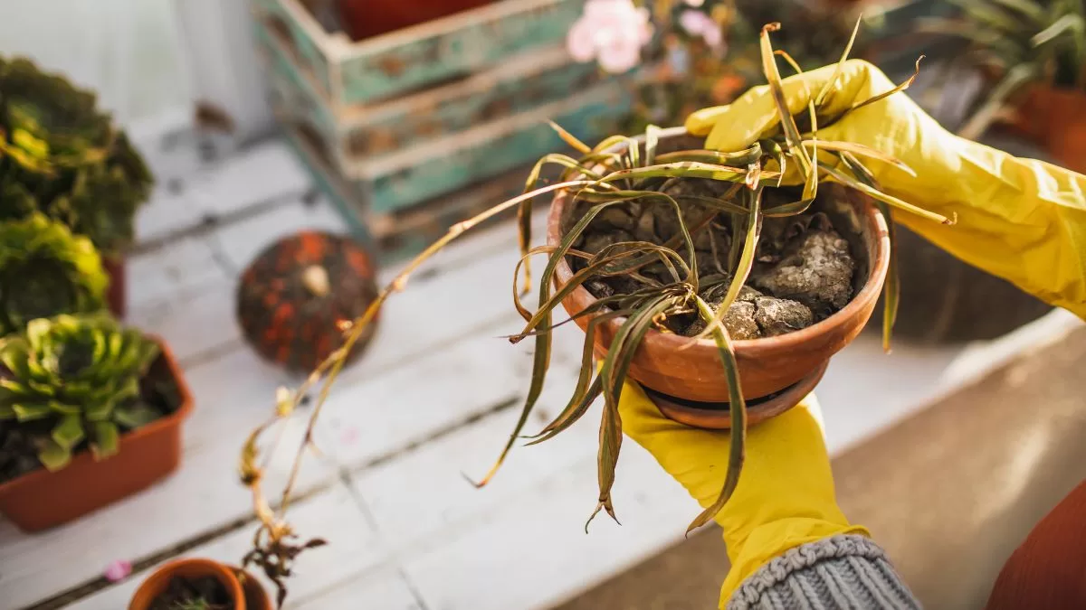 Si encuentras esta planta muerta en tu jardín o fuera de tu casa, actúa rápido y deshazte de ella