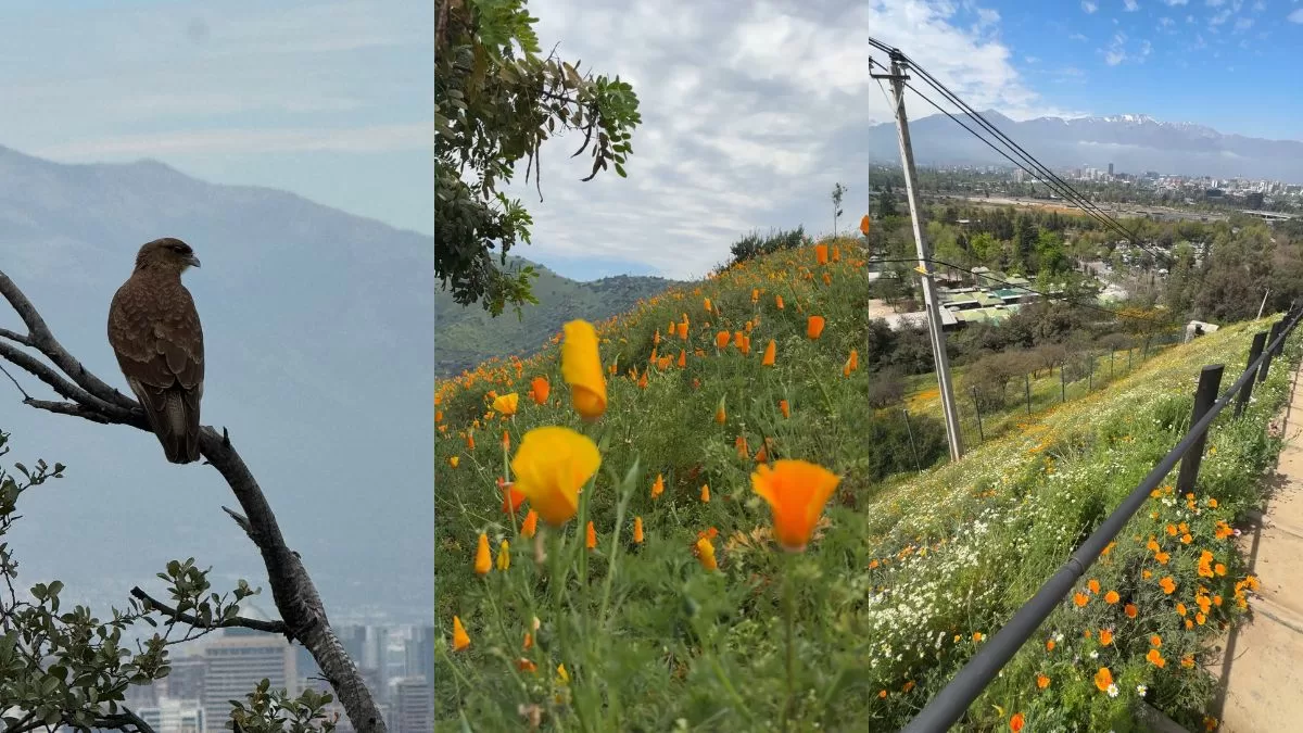 Cerro El Carbón (2)