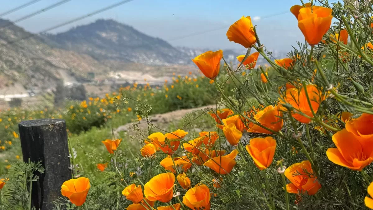 Colorida planta en Santiago se roba el protagonismo en esta primavera: nombre, cuidados y curiosidades