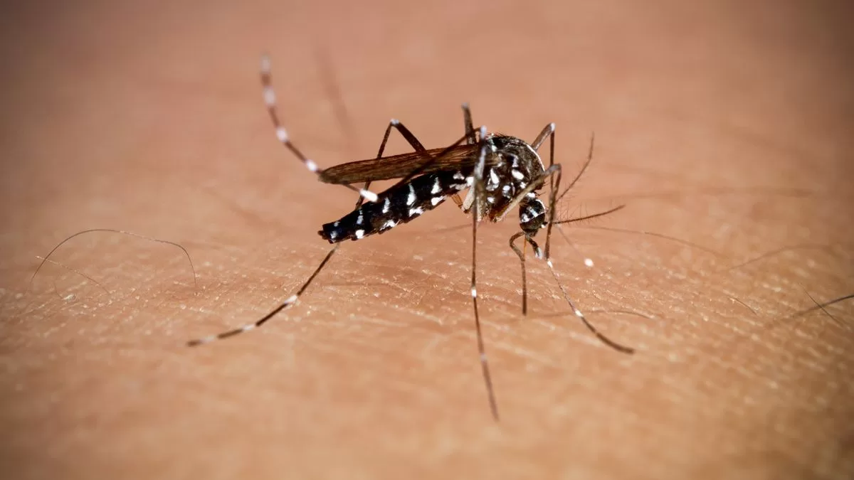 Muere querida actriz a los 28 años tras ser picada por un insecto: "Nunca volvió a despertarse"