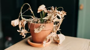 Si tus plantas siempre mueren al interior de tu casa, te están dejando un mensaje claro, según el Feng Shui