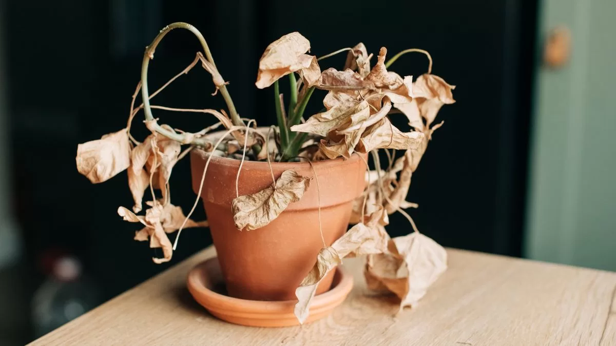 Si tus plantas siempre mueren al interior de tu casa, te están dejando un mensaje claro, según el Feng Shui
