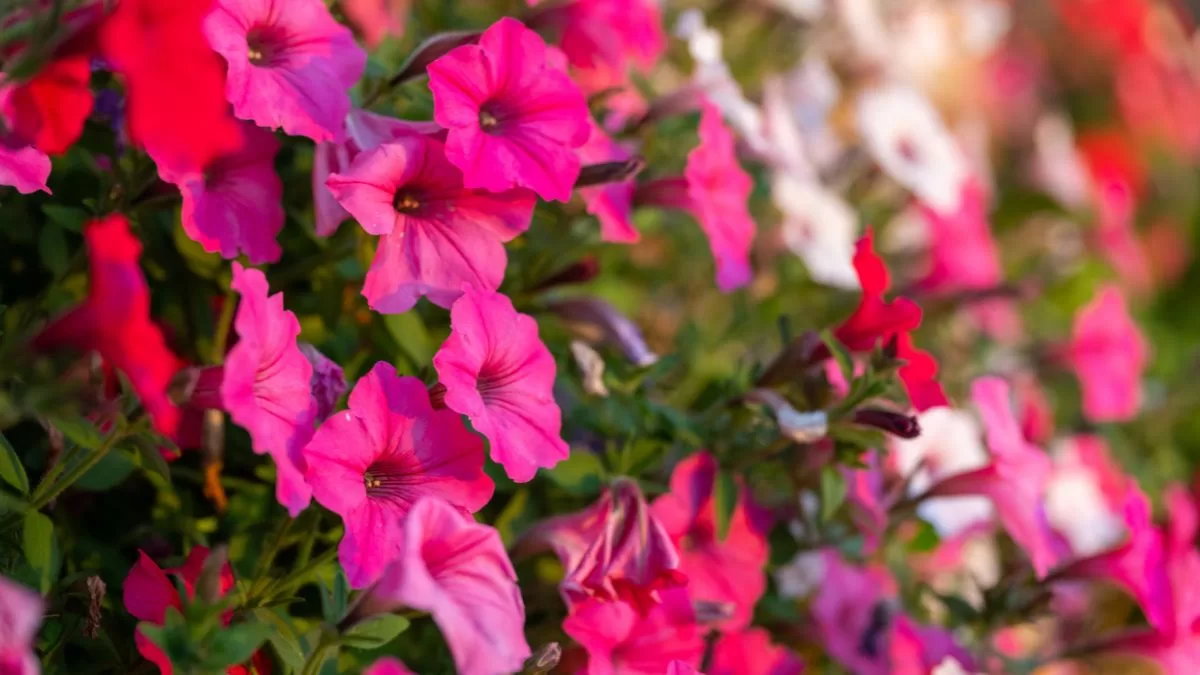 Plantas Primavera Chile (1)