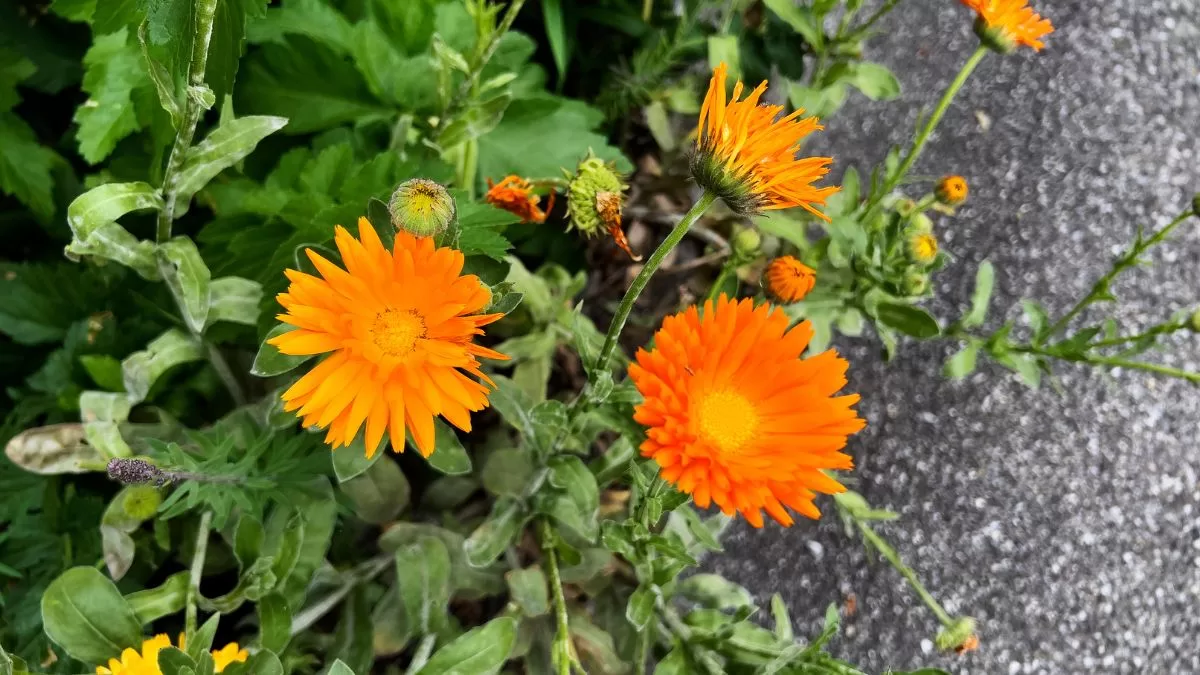 Plantas Primavera Chile (2)