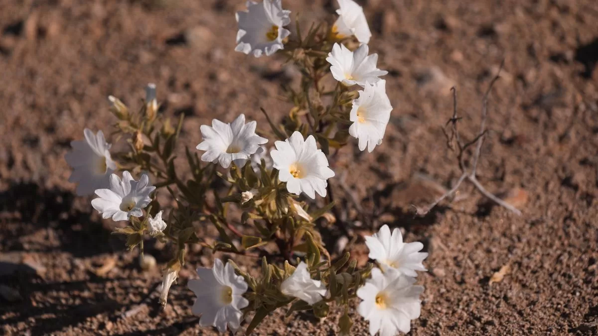 Desierto Florido Chile (1)