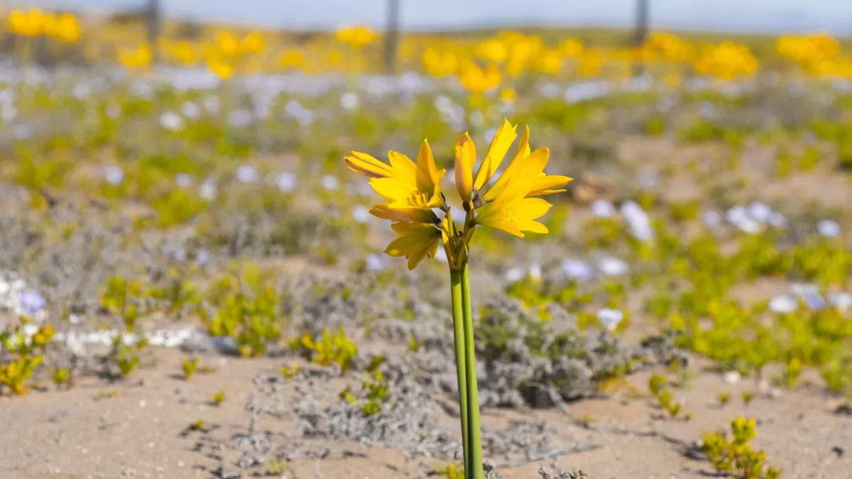 Desierto Florido Chile (2)