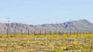 Desierto Florido en Chile 2025: cuándo, cómo y dónde ver el fenómeno natural que llena de color el norte del país