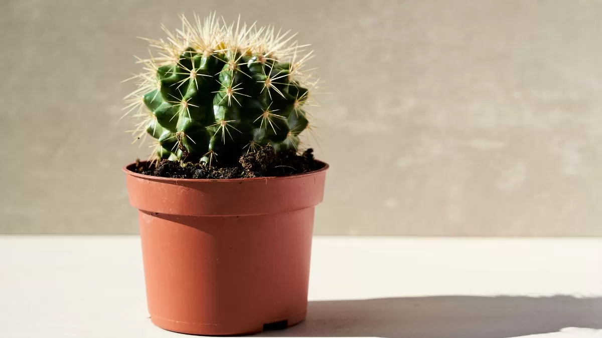 Feng Shui Planta (1)