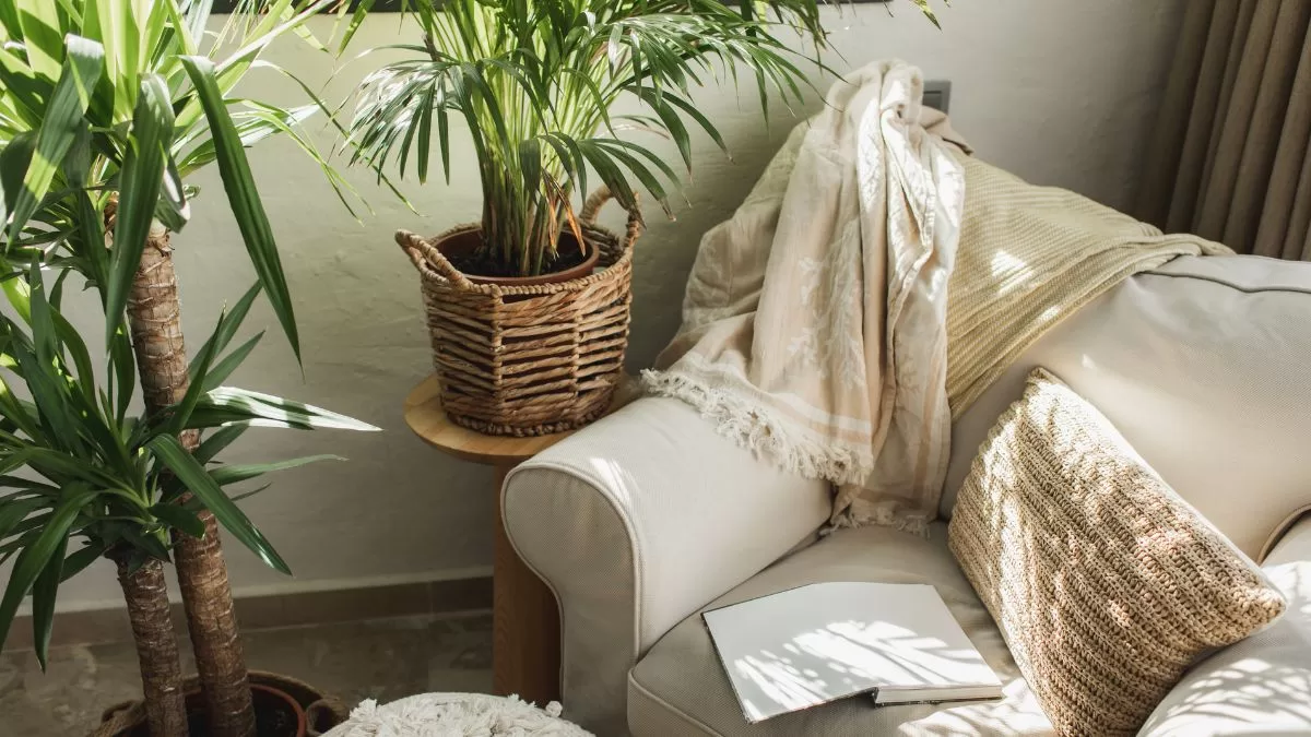 La planta que podría atraer discusiones y malas vibras a tu hogar, según el Feng Shui