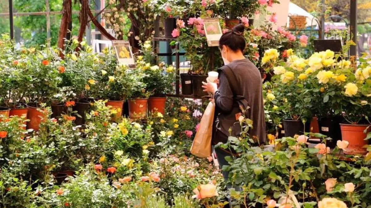 Festival De La Rosa (2)