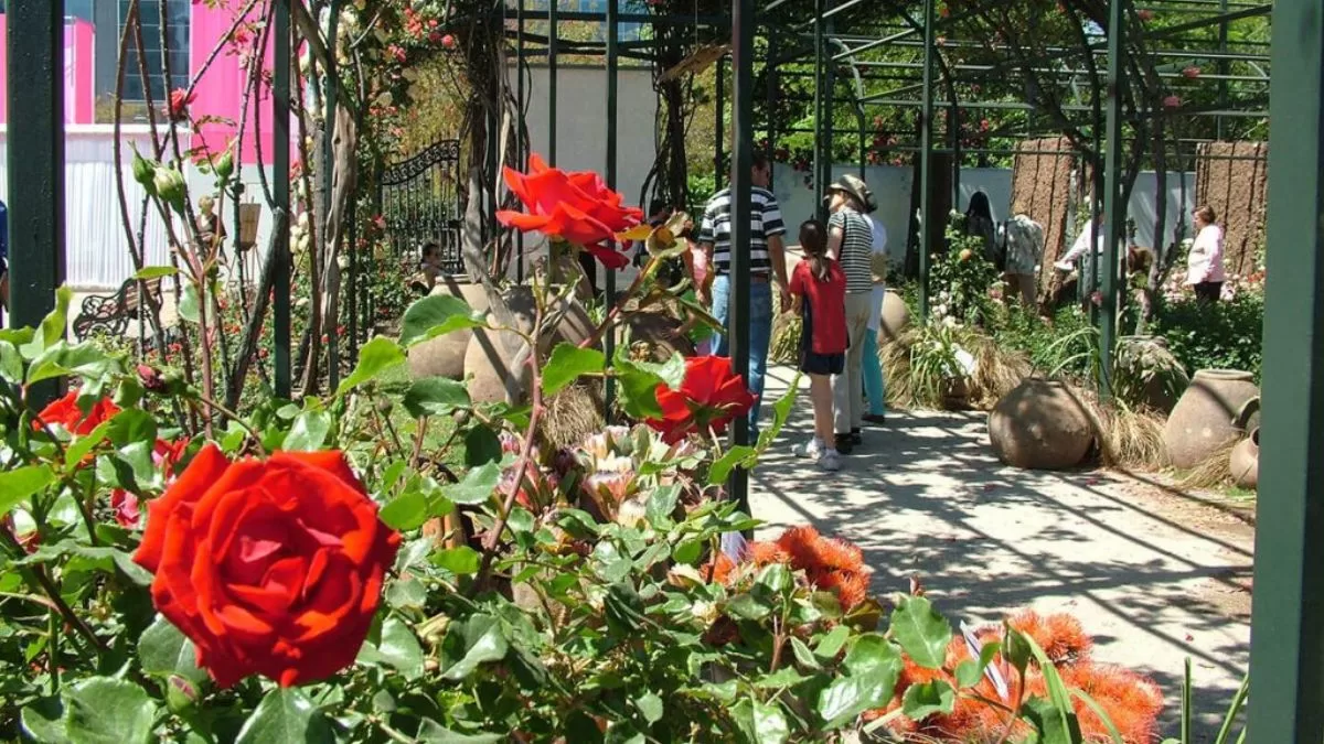 Festival De La Rosa (3)