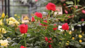 Festival de la Rosa: fechas, horarios, precios y cómo llegar al mejor panorama de plantas en Santiago