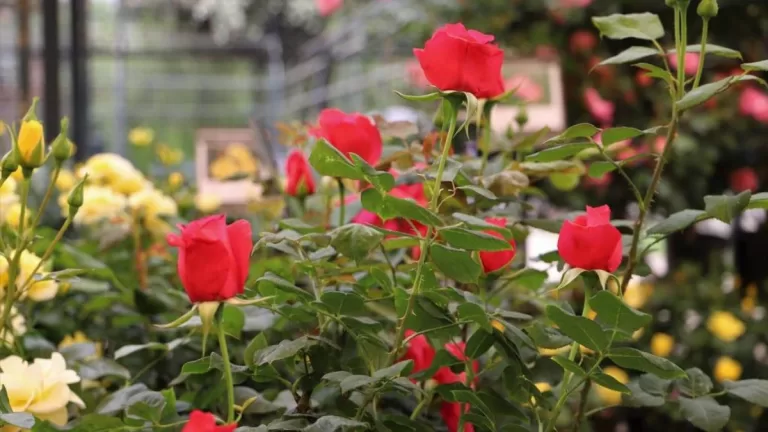 Festival de la Rosa: fechas, horarios, precios y cómo llegar al mejor panorama de plantas en Santiago