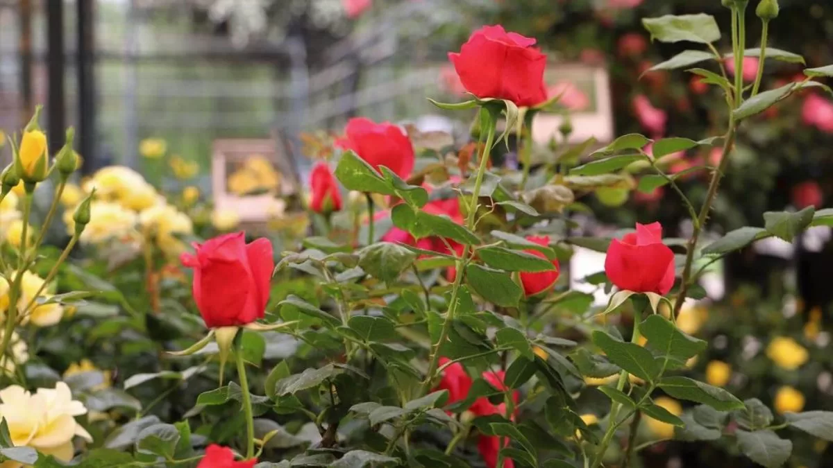 Festival de la Rosa: fechas, horarios, precios y cómo llegar al mejor panorama de plantas en Santiago