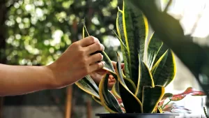 Este es el error que muchos cometen con la planta lengua de suegra y estaría afectando tu energía, según el Feng Shui