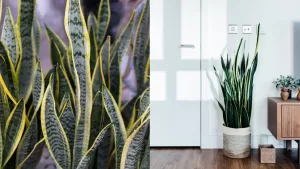 Lengua De Suegra (2)