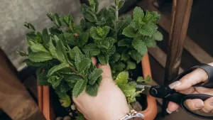 La planta en Chile que podría estar enfermando a tus otras plantas sin que te des cuenta