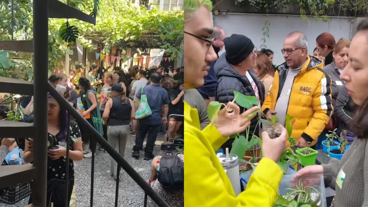 Intercambio de plantas en Santiago: fecha, lugar y horario de este panorama GRATIS