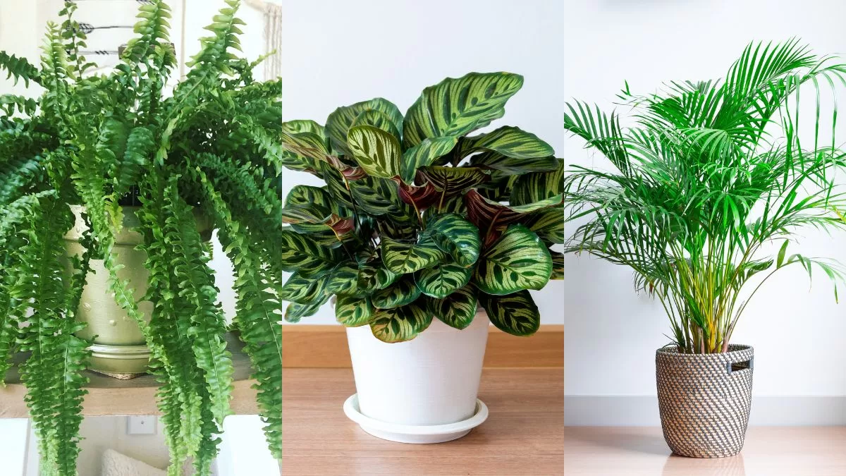 Plantas Petfriendly