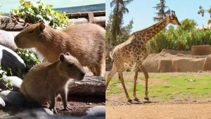 Capibara Jirafa Buin Zoo