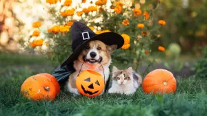 CONCURSO | ¿Tu perro o gato tiene el mejor disfraz de Halloween? Sube una foto y participa por increíbles premios