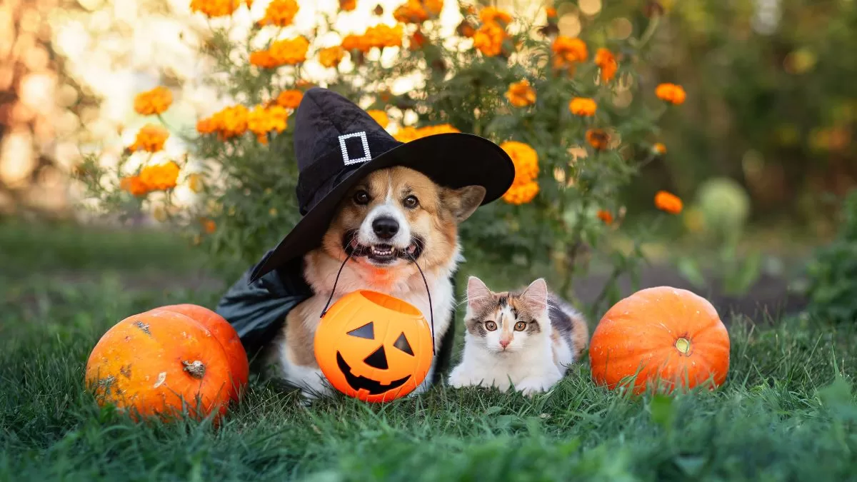 CONCURSO | ¿Tu perro o gato tiene el mejor disfraz de Halloween? Sube una foto y participa por increíbles premios