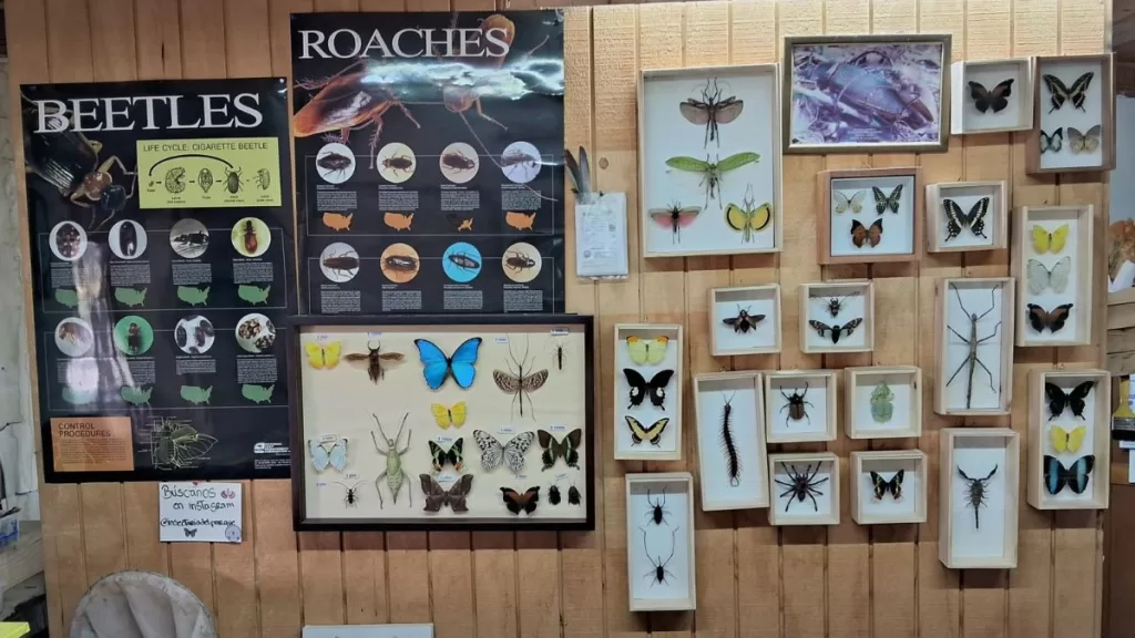 Insectario Del Parque