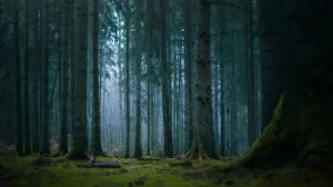 ¡Zonas con mucha naturaleza! Estos son los lugares de Chile con alta carga paranormal, según experto