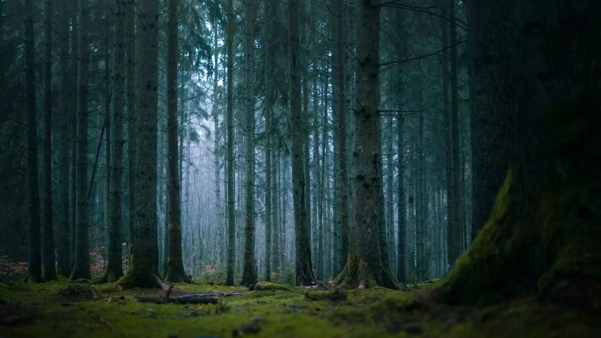 ¡Zonas con mucha naturaleza! Estos son los lugares de Chile con alta carga paranormal, según experto