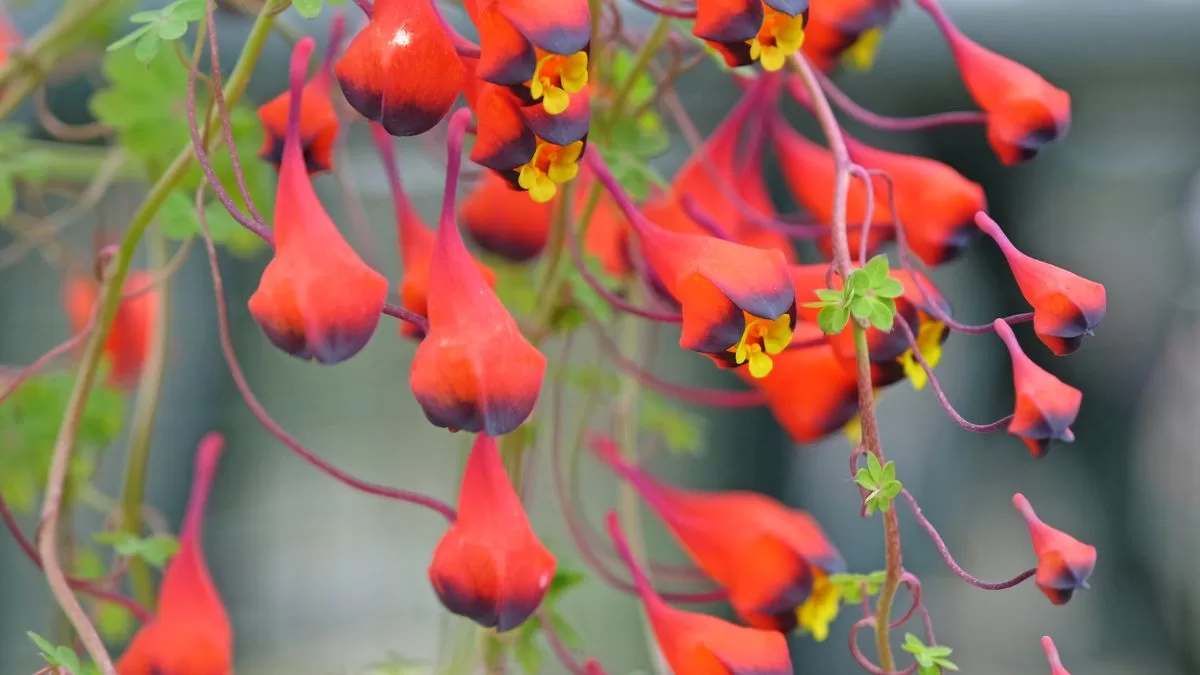 Los 5 mejores lugares para ver flores y disfrutar de la primavera en la Región Metropolitana