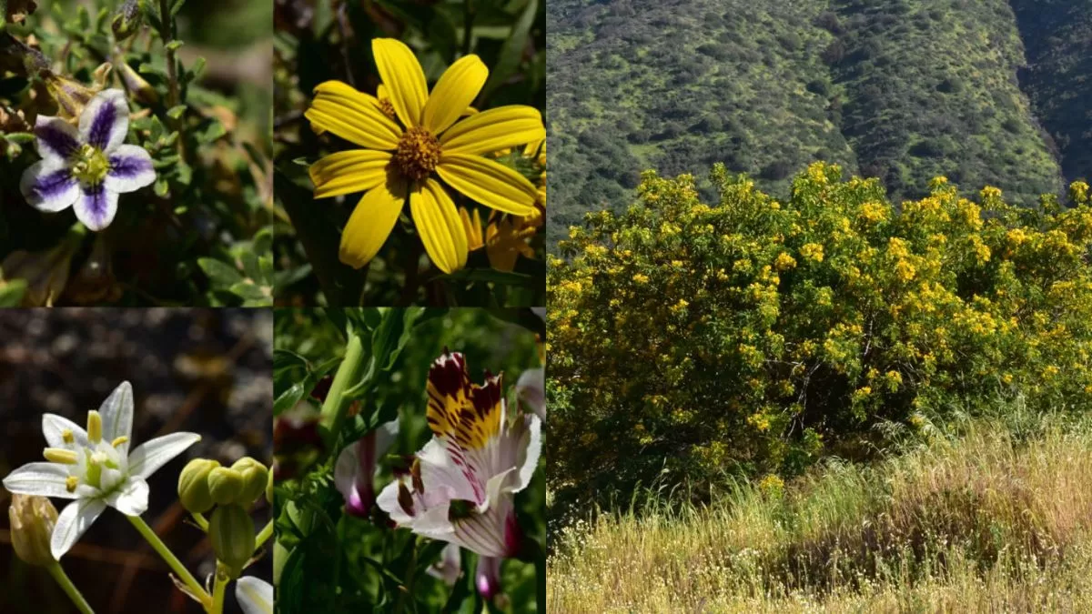 Panoramas Santiago (5)